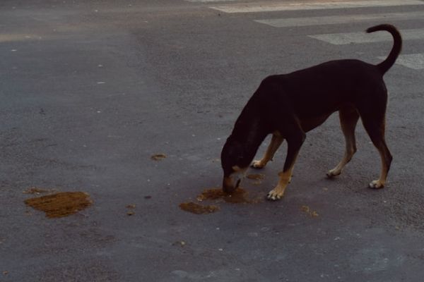 Faithful Crumbs