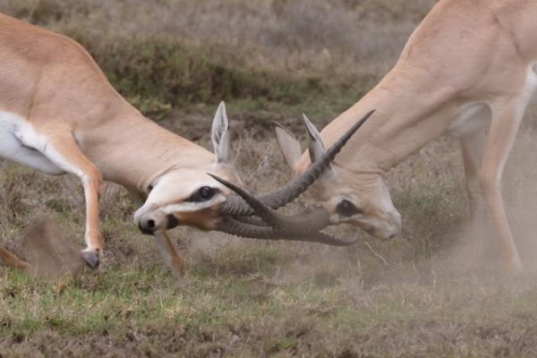 Sharp Contention
